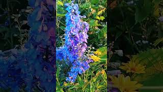 цвітіння ромашок та дильфініума, Канів, Лиса гора #україна#ukraine #garden #літо#дильфініум #ромашки