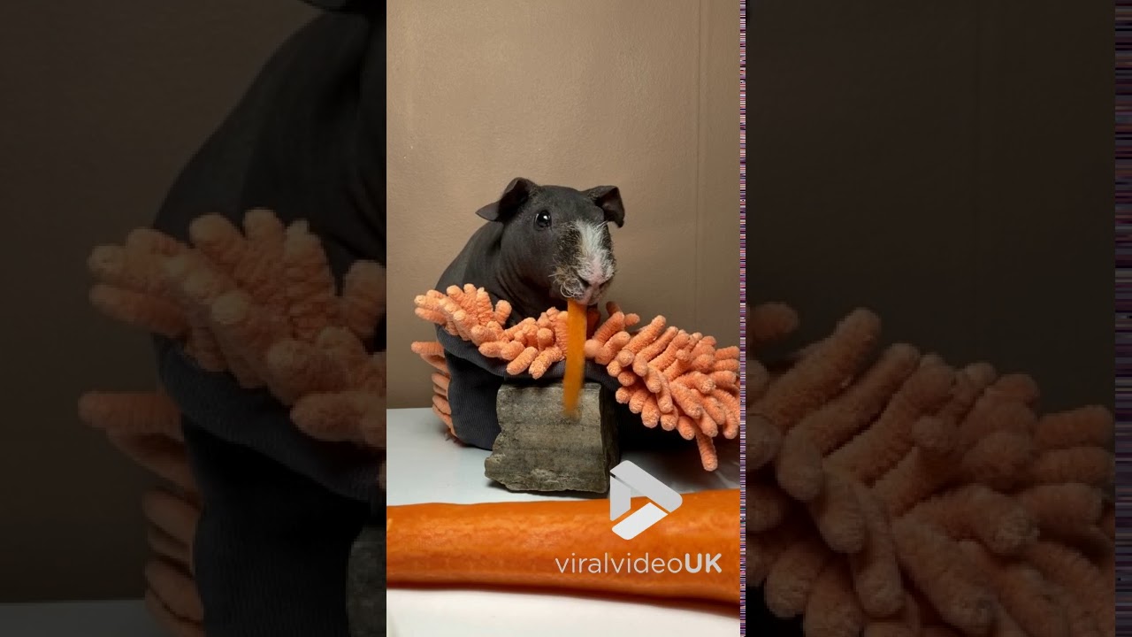 Skinny Pig eats carrot strip || Viral Video UK
