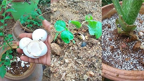 You will never throw away eggshells after watching this