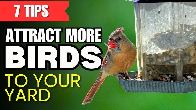 What is the Best Bird Food for Cardinals
