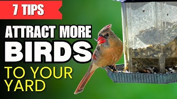 7 onmisbare tips om meer vogels naar uw tuin te lokken