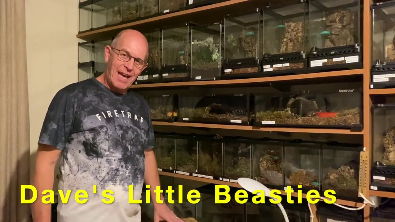 Theraphosa blondi unboxing