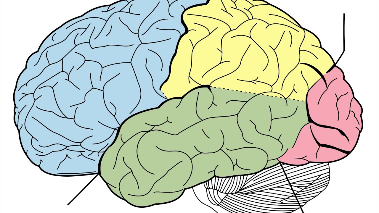 Your Brain Is Not Broken— It's Overstimulated (Fix It Fast)