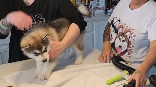 1 hour of washing and drying 6 alaskan malamute puppies