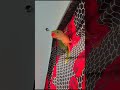 #Parrot Flying Training 🐦✨ #parrot #birds #trending #parrotplaytime #vairalshort #cute
