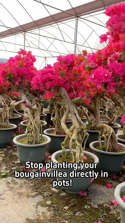 How to grow bougainvillea as a bonsai?