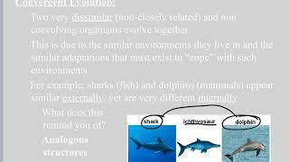 Patterns of Evolution