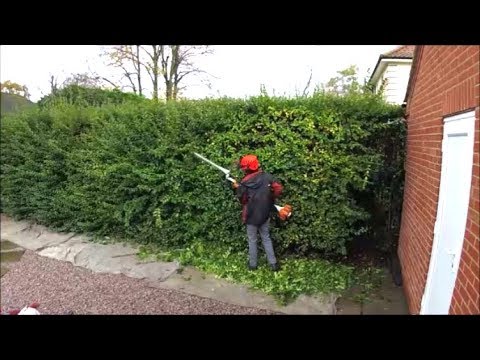 Video: Hedge Trimming Kev Cai