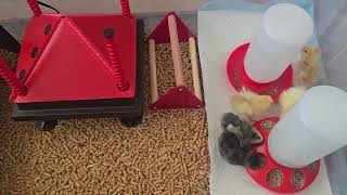 Chick Brooder Heating Plate Review | Safer Alternative to Heat Lamps
