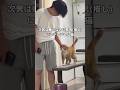 次男は嫌いなのに長男にはデレデレな猫 #猫 #茶トラ #shorts