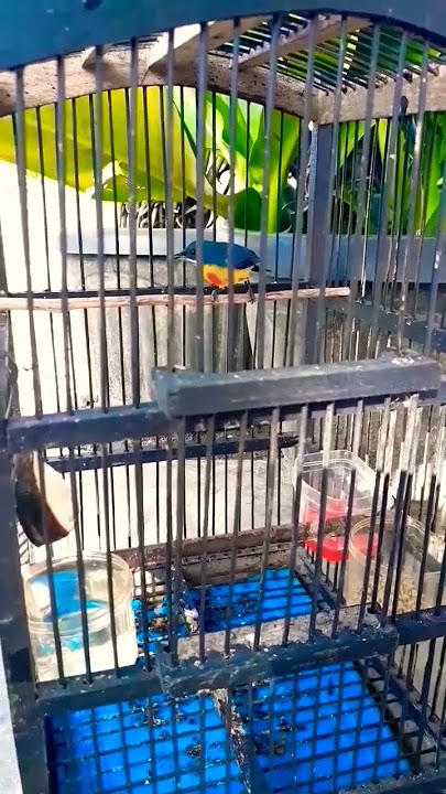 Pentis pelangi | Burung Masteran Bersuara Tajam