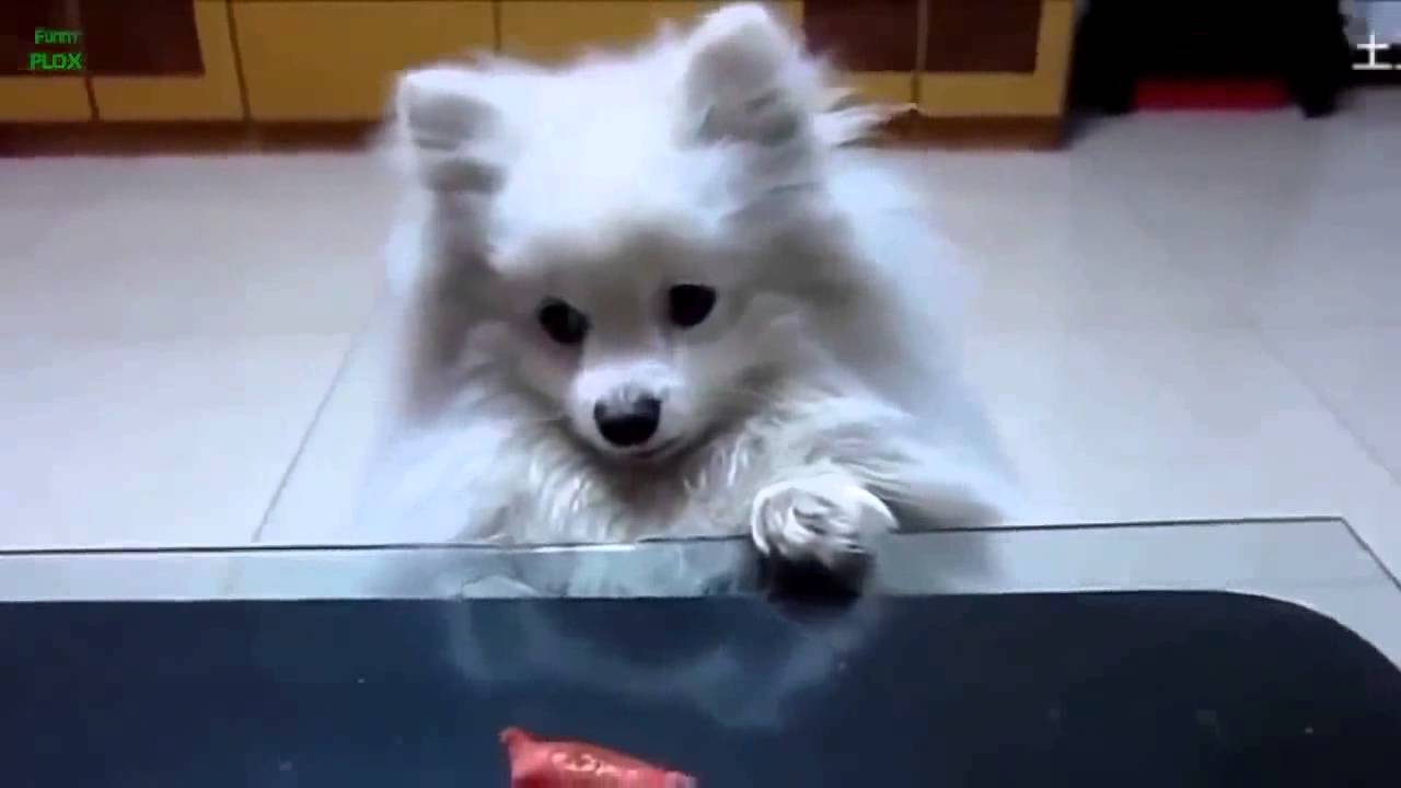 Funny Dogs Best Compilation 2015 These fun dog food clip69 YouTube