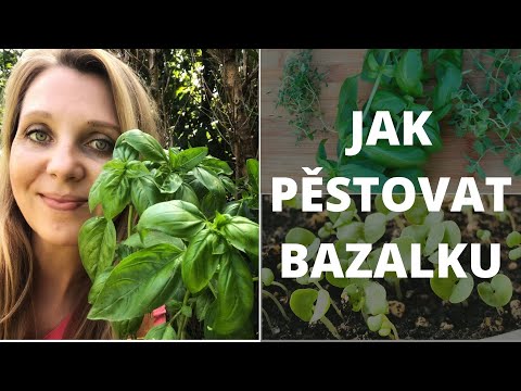 Video: Bazalka: výsadba a starostlivosť. Pestovanie bazalky doma