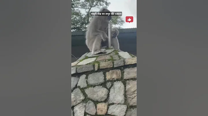 Monkey See, Monkey Do! #short #trending #shorts #shortvideos #youtubeshorts #viralvide #viralvideos