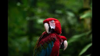 Macaw Parrots 4k - Relaxing Music With colorful Birds In The Rainforest...