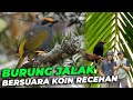 BURUNG JALAK ALIS API 🔥 BETINA MENCARI PASANGANNYA DI AVIARY