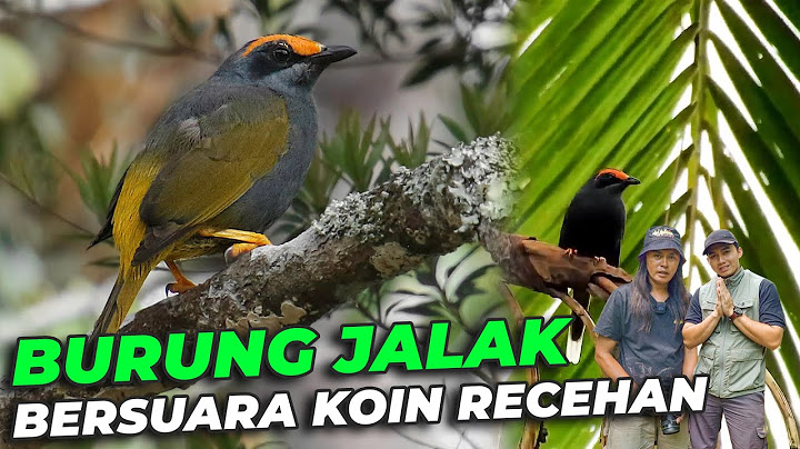 BURUNG JALAK ALIS API 🔥 BETINA MENCARI PASANGANNYA DI AVIARY