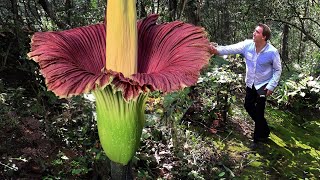 The Biggest Flower on Earth is Bigger than Your Imagination by Ultimate Fact 32,880 views 4 months ago 13 minutes, 20 seconds