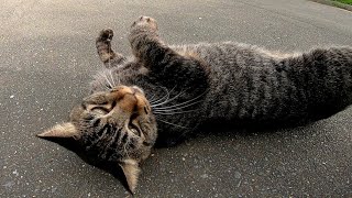 ナデナデしたらゴロンと転がって喜ぶ野良猫がカワイイ