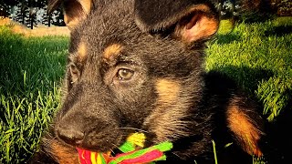 Ako So Šteniatkom - Učenie Hygienickým Návykom A Prvý Krát Na Vodítku.