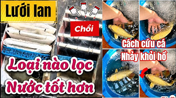 Bộ Lọc Hồ Cá Koi Dùng Chổi Hay Lưới Lan Tốt Hơn - Chia Sẻ Cách Cấp Cứu Khi Cá Nhảy Khỏi Hồ.Hồ E Mẫn.