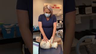 Skill Sheet 19 Animal CPR video