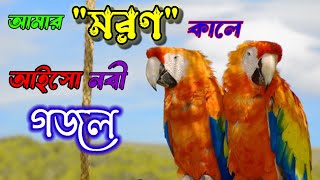 Amar Moron Kale Aiso Nobi Kinare | আমার মরণ কালে আইসো নবী কিনারে | Anowar Hossen| Bangla New Gojol