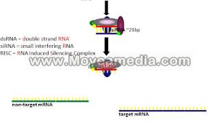 RNAi Copyright @ Hung Dao