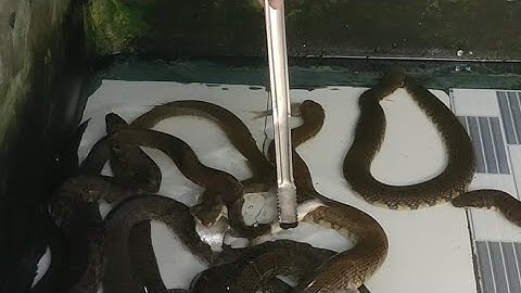 Hôm nay mình cho rắn ri voi bố mẹ ăn cá trắng nha cả nhà