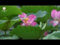 黄河デルタ湿地でハスの花が見頃 生態修復が育む自然の詩