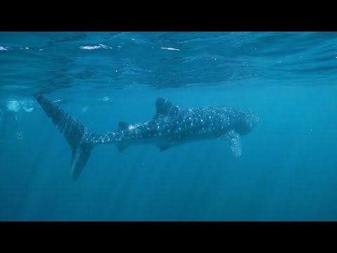 Exmouth Dive & Whalesharks Ningaloo in WA | It's All Good Down Under | Come and Say G'day