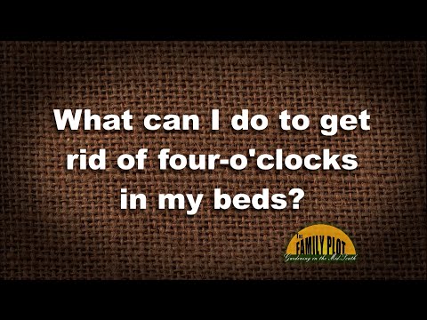 Video: Icke-blommande fyra o'clocks - vad man ska göra när fyra o'clocks inte blommar