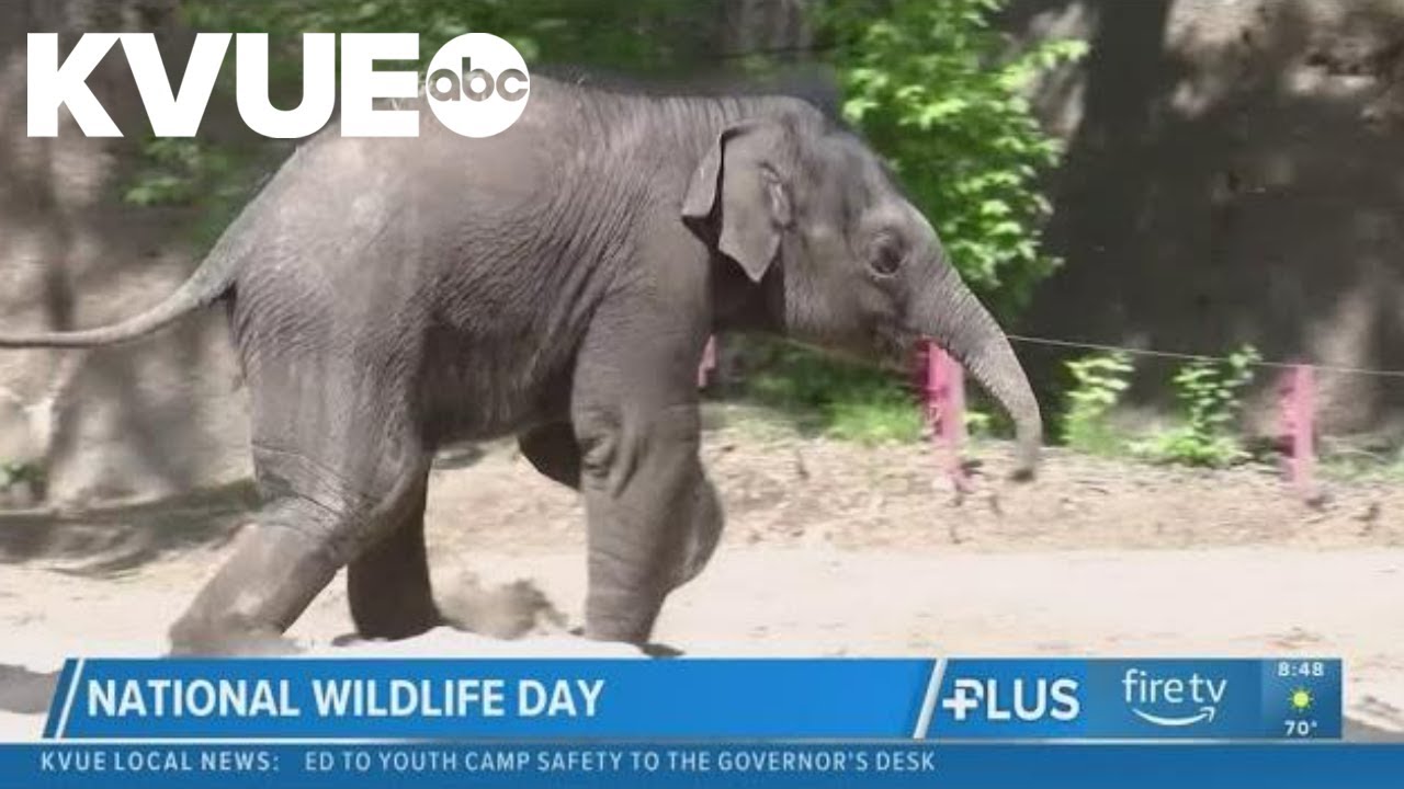 Thursday marks National Wildlife Day
