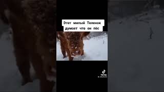 ШОК🚩Теленок считает себя псом😳😳😳