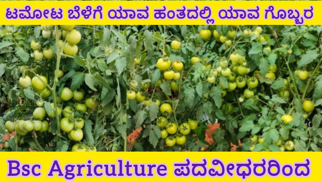 ಯಾವ ಯಾವ ಗೊಬ್ಬರದಿಂದ ಏನು ಉಪಯೋಗ ನಿಮಗೆ ತಿಳಿದಿರಲಿ | fertilizer management for tomato crop