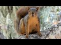 The Sound of Fox Squirrel