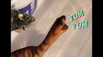 HOW TO FEED A SNAKE?! Tips For Picky Eaters!