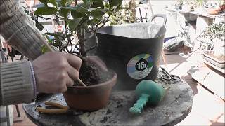 tutorial trasplante  camelia con micorriza,como cambiarle la tierra al bonsai dejar tercio  tierra