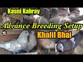 Advance breeding setup of khalil bhai gola amazing pigeons  kasni kabraylalband gaghray kashparay