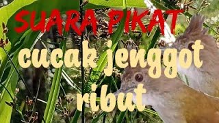 suara pikat cucak jenggot