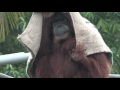 [4K] Another rainy day with the orangutans at the San Diego Zoo