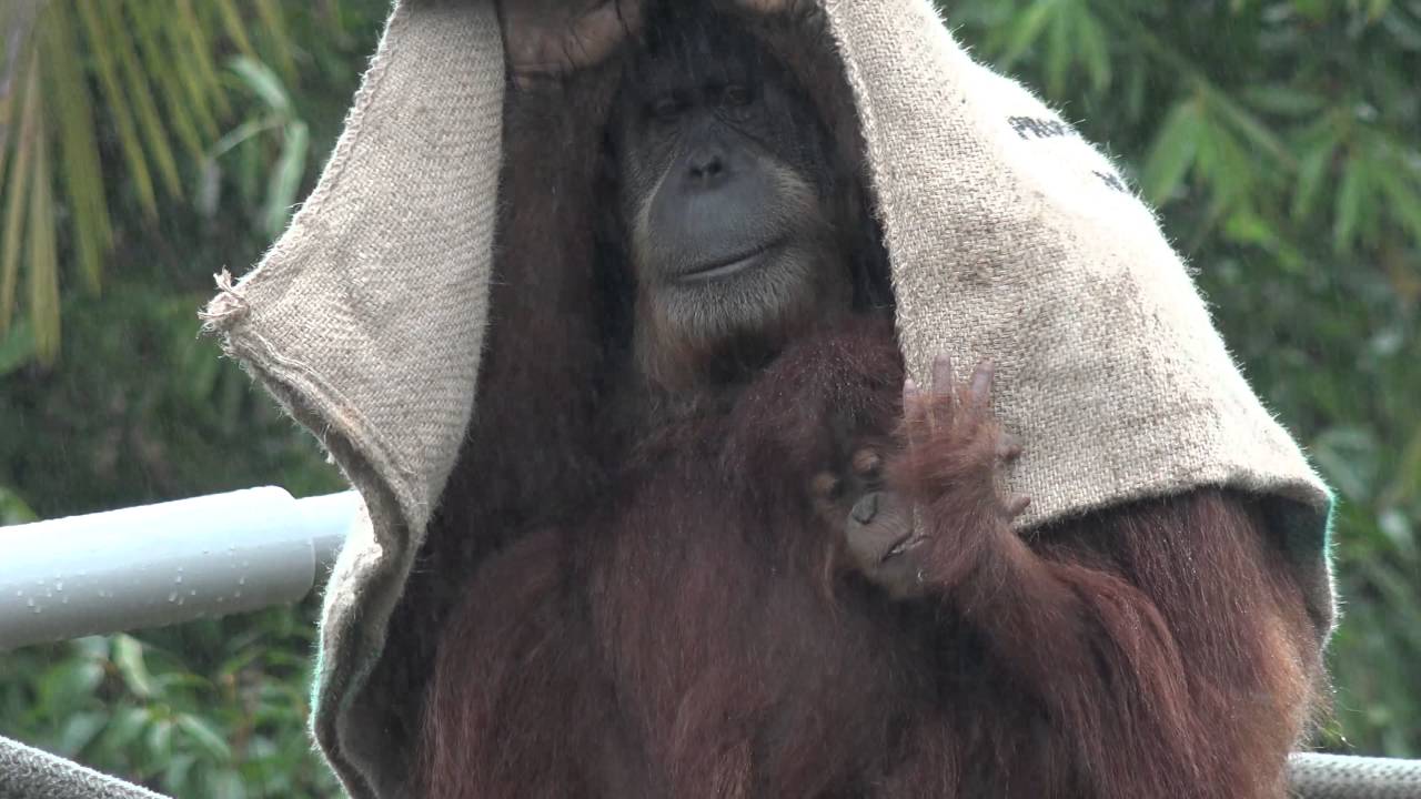[4K] Another rainy day with the orangutans at the San Diego Zoo YouTube