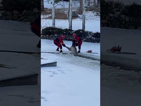 Firefighters rescue elk from frozen pond #shorts