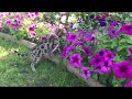 Бенгальский кот. Редкая порода. Еще одно видео Бати Вирсика. Bengal cat.