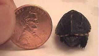 WORLD'S SMALLEST TURTLE! ....YO!