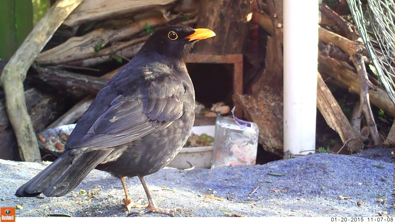 Male Blackbird curved beak 20Jan15 Cambridge UK 1107a - YouTube