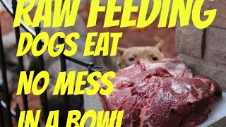 feeding dog food raw chicken bowl pitbull pit bull muscle bully conditioning body building by Bulletproof Pitbulls 139,602 views 7 years ago 4 minutes, 19 seconds