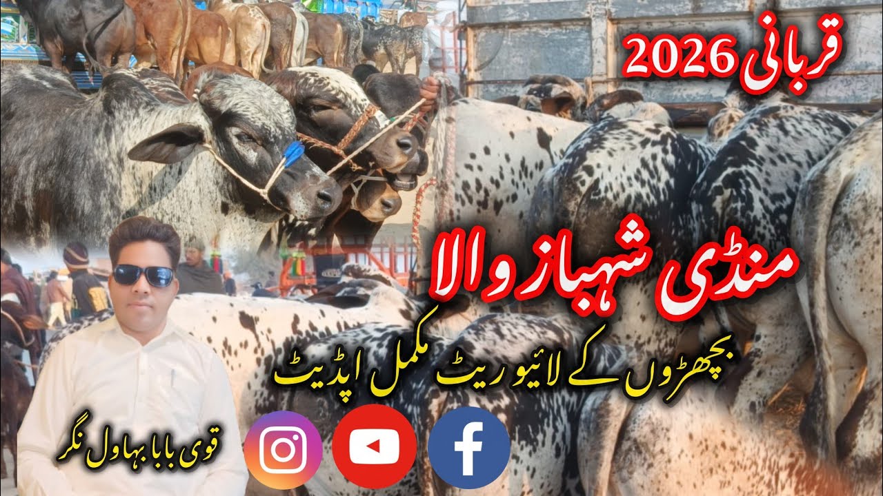 Bahawalnagar Mandi 2026: Qurbani Ke Shandaar Janwar | Shahbaz Wala Mandi Fresh Rate