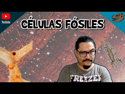 Células fósiles ¿qué nos pueden decir?