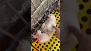 #Welpe #Puppy #FunnyDog #CuteDog #Hund #TierVideo #ViralShorts #DogReaction #Shorts #YouTubeShorts